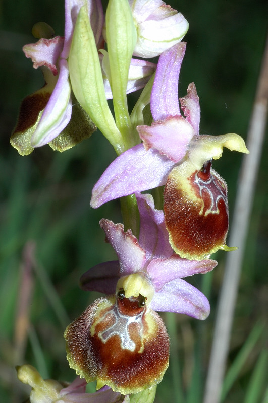 Le orchidee selvatiche spontanee di Ostia